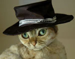 KittyPimp's Avatar
