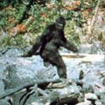 mojogorilla's Avatar